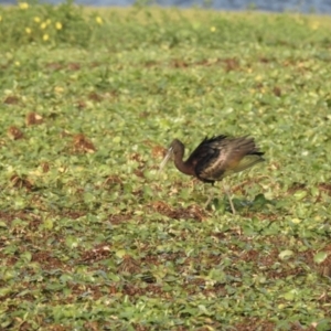 Plegadis falcinellus (Glossy Ibis) at Lake MacDonald, QLD by Liam.m