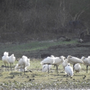 Platalea regia at Lake MacDonald, QLD - 24 Dec 2019