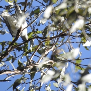 Coracina papuensis at Ridgewood, QLD - 28 Dec 2019 07:24 AM