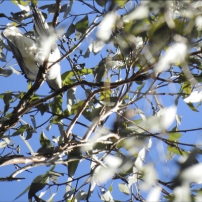 Coracina papuensis (White-bellied Cuckooshrike) at Ridgewood, QLD - 28 Dec 2019 by Liam.m