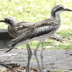 Burhinus grallarius (Bush Stone-curlew) at Great Sandy (Mainland) NP - 2 Jan 2020 by Liam.m