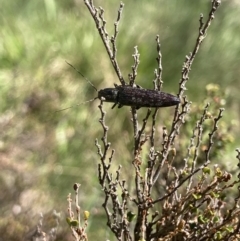 Paracrepidomenus filiformis (Click beetle) at Namadgi National Park - 9 Dec 2022 by MattM