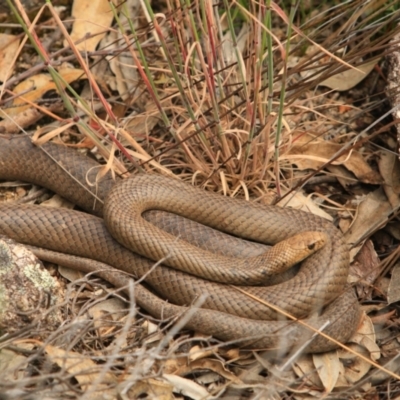 Pseudonaja textilis (Eastern Brown Snake) at Tidbinbilla Nature Reserve - 15 Dec 2022 by NathanaelC