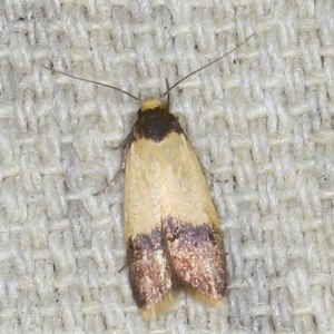 Heteroteucha dichroella at O'Connor, ACT - 5 Dec 2022