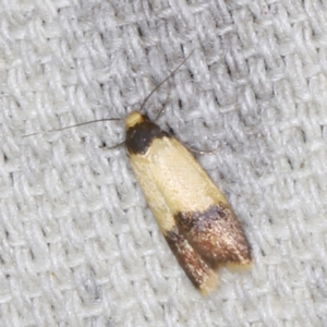 Heteroteucha dichroella at O'Connor, ACT - 5 Dec 2022