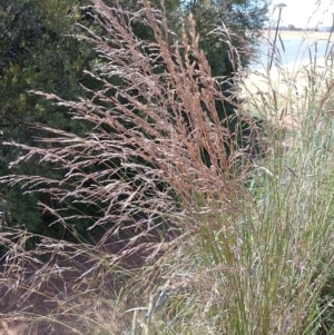 Lolium arundinaceum at Symonston, ACT - 15 Dec 2022