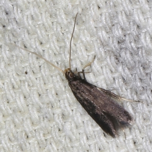 Lecithocera terrigena at O'Connor, ACT - 5 Dec 2022