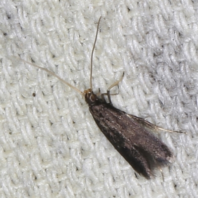 Lecithocera terrigena (Lecithocera terrigena) at O'Connor, ACT - 5 Dec 2022 by ibaird