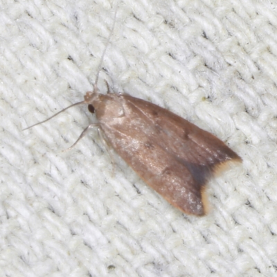 Tachystola acroxantha (A Concealer moth) at O'Connor, ACT - 5 Dec 2022 by ibaird