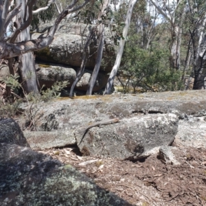 Egernia cunninghami at Cotter River, ACT - 10 Dec 2022