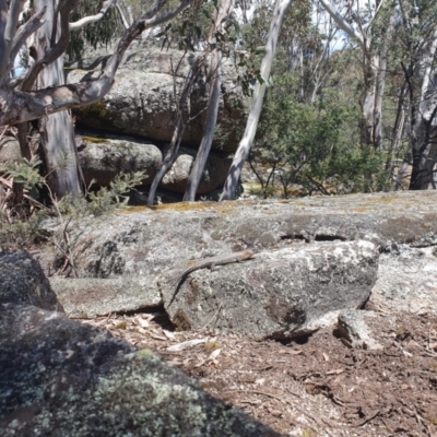 Egernia cunninghami (Cunningham's Skink) at Namadgi National Park - 10 Dec 2022 by alannah907