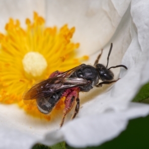 Lasioglossum (Chilalictus) sp. (genus & subgenus) at Downer, ACT - 15 Dec 2022