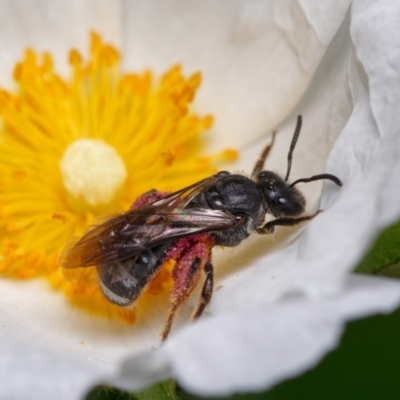 Lasioglossum (Chilalictus) sp. (genus & subgenus) (Halictid bee) at Downer, ACT - 15 Dec 2022 by RobertD