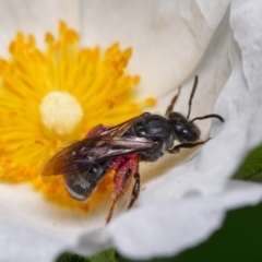 Lasioglossum (Chilalictus) sp. (genus & subgenus) (Halictid bee) at Downer, ACT - 15 Dec 2022 by RobertD
