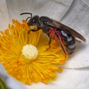 Lasioglossum (Chilalictus) sp. (genus & subgenus) at Downer, ACT - 15 Dec 2022