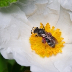 Lasioglossum (Chilalictus) sp. (genus & subgenus) at Downer, ACT - 15 Dec 2022 12:17 PM