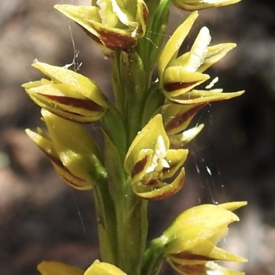 Prasophyllum flavum (Yellow Leek Orchid) at Mittagong - 14 Dec 2022 by GlossyGal