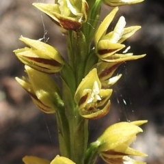 Prasophyllum flavum (Yellow Leek Orchid) at Mittagong - 14 Dec 2022 by GlossyGal