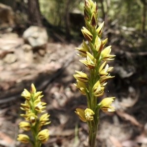 Prasophyllum flavum at Mittagong, NSW - 14 Dec 2022