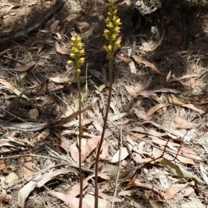 Prasophyllum flavum at Mittagong, NSW - 14 Dec 2022