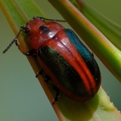 Calomela curtisi (Acacia leaf beetle) at Denman Prospect 2 Estate Deferred Area (Block 12) - 15 Dec 2022 by Kurt