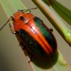 Calomela curtisi at Molonglo Valley, ACT - 15 Dec 2022 01:25 PM