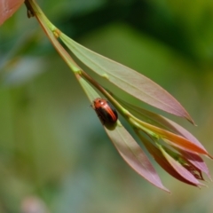 Calomela curtisi at Molonglo Valley, ACT - 15 Dec 2022