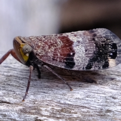 Platybrachys decemmacula (Green-faced gum hopper) at Stromlo, ACT - 15 Dec 2022 by Kurt