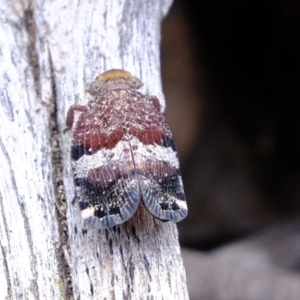 Platybrachys decemmacula at Stromlo, ACT - 15 Dec 2022