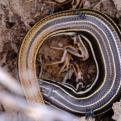 Ctenotus taeniolatus (Copper-tailed Skink) at Piney Ridge - 15 Dec 2022 by Kurt