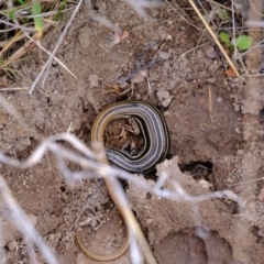 Ctenotus taeniolatus at Stromlo, ACT - 15 Dec 2022