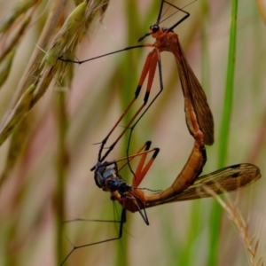 Harpobittacus australis at Stromlo, ACT - 15 Dec 2022 02:52 PM