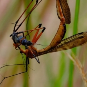 Harpobittacus australis at Stromlo, ACT - 15 Dec 2022 02:52 PM