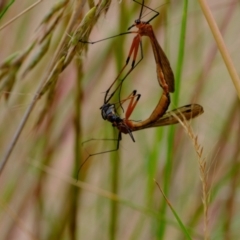 Harpobittacus australis at Stromlo, ACT - 15 Dec 2022