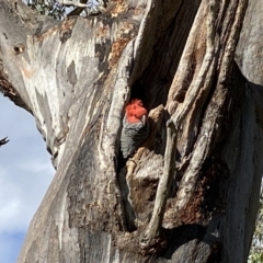 Callocephalon fimbriatum (Gang-gang Cockatoo) at Red Hill to Yarralumla Creek - 15 Dec 2022 by mcosgrove