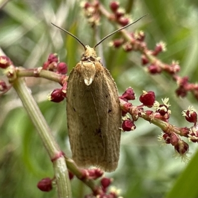 Heliocausta undescribed species (A Concealer moth (Wingia group)) at Bimberi, NSW - 9 Dec 2022 by Pirom