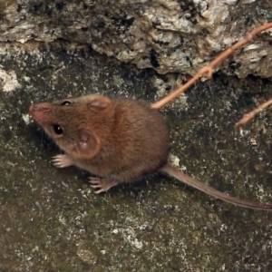 Antechinus agilis at Paddys River, ACT - 15 Dec 2022