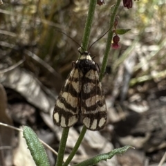 Asura lydia (Lydia Lichen Moth) at Mount Ainslie - 15 Dec 2022 by Pirom