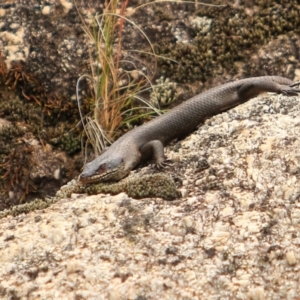 Egernia saxatilis intermedia at Paddys River, ACT - 15 Dec 2022