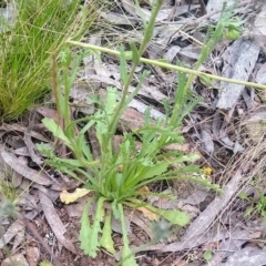 Brachyscome diversifolia var. diversifolia at suppressed - 1 Dec 2022