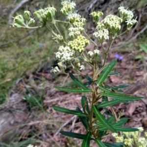 Astrotricha ledifolia at Gundaroo, NSW - 15 Dec 2022 03:17 PM