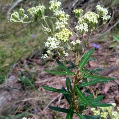 Astrotricha ledifolia (Common Star-hair) at MTR591 at Gundaroo - 15 Dec 2022 by MaartjeSevenster