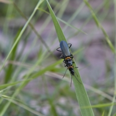 Chauliognathus lugubris (Plague Soldier Beetle) at Higgins Woodland - 15 Dec 2022 by Trevor