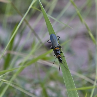 Chauliognathus lugubris (Plague Soldier Beetle) at Higgins Woodland - 15 Dec 2022 by MichaelWenke