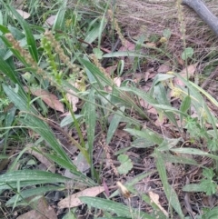 Plantago varia (Native Plaintain) at MTR591 at Gundaroo - 7 Dec 2022 by MaartjeSevenster