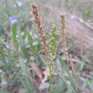 Plantago varia at Gundaroo, NSW - 7 Dec 2022