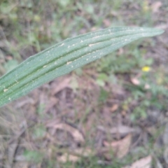 Plantago varia at Gundaroo, NSW - 7 Dec 2022