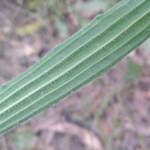 Plantago varia at Gundaroo, NSW - 7 Dec 2022