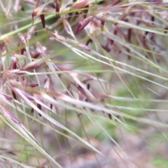 Austrostipa densiflora (Foxtail Speargrass) at MTR591 at Gundaroo - 19 Nov 2022 by MaartjeSevenster