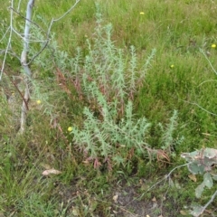 Epilobium billardiereanum (Willowherb) at Hackett, ACT - 15 Dec 2022 by Avery